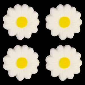 2  Sugar Daisy For Discount